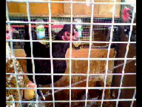 galline in pollaio
