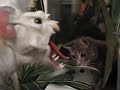 Happy Christmas from Winston and Rudy \