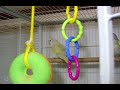 Our Parrots 3