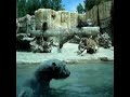 Polar Bears