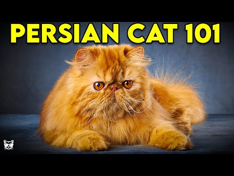 PERSIAN CAT 101 - Everything You Need To Know About Persian Cats