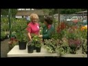 Great Gardens: Manito Park Plant Sale