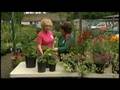 Great Gardens: Manito Park Plant Sale