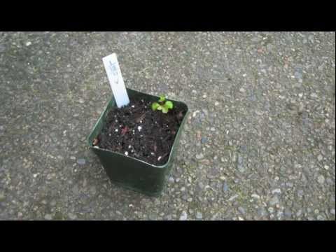 how to replant a single rose