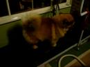 chow-chow-puppy-ushi-2.html