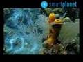 Ver Video