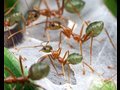 The Secret Life of Ants - Brian Fisher