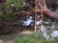 videos de Alberi sradicati dal terreno dal forte vento - Brindisi (BR) 22/11/2008!