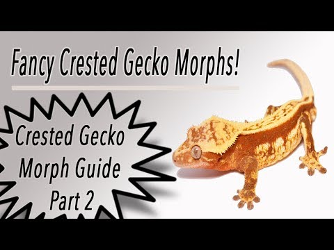 YouTube reptile video