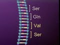 DNA MUTATION