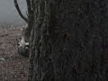 Squirrels Annoy Me