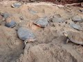 Desova de tartarugas