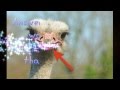 funny diamond jubilee jokes and riddles funny diamond jubilee jokes and riddles