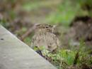 Kuifleeuwerik Crested lark