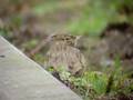 Kuifleeuwerik Crested lark