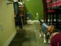 Henry With Cat Toy #2