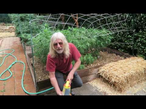 Cannabis Cultivation: Activated Aerated Compost Tea (AACT)