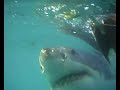 Shark Cage Diving in Gansbaai, Southafrica