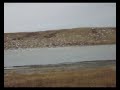 Crazy geese Crazy geese