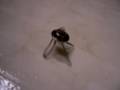 Itty Bitty vibrobot 1