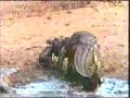 Baboon Vs Crocodile. Baboons Destroy Crocodiles,Baboons wins
