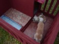 videos de NEW LUXURY DOG HOUSE WITH SMALL LUXURY POOL