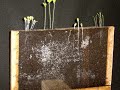 Time-Lapse of Seedlings and Roots