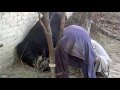 Qurbani 2009