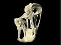 WitmerLab: Nigersaurus Skull - Life Posture WitmerLab: Nigersaurus Skull - Life Posture
