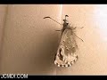 Sonoran Blue Emerges Time Lapse/Realtime