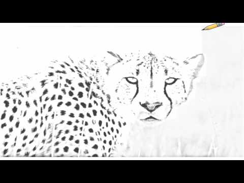 CHEETAHS IN AFRICA ^