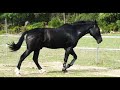 petite s�ance d'obstacle en libert� pour monsieur tomawak