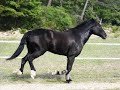petite s�ance d'obstacle en libert� pour monsieur tomawak