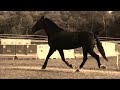 petite s�ance d'obstacle en libert� pour monsieur tomawak