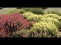 Dave Egbert The Coastal Gardener Show 197 Promo