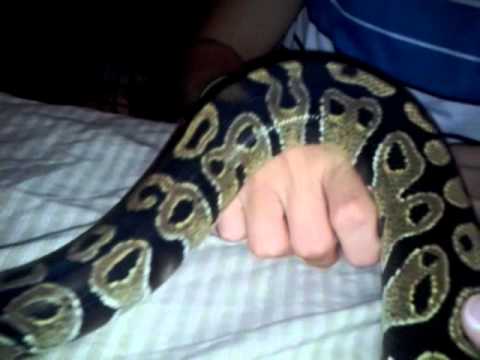 how to properly hold a ball python