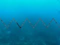 Ca�a Submarina