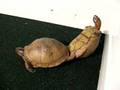 Mating turtles