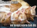 Funny Cats 4