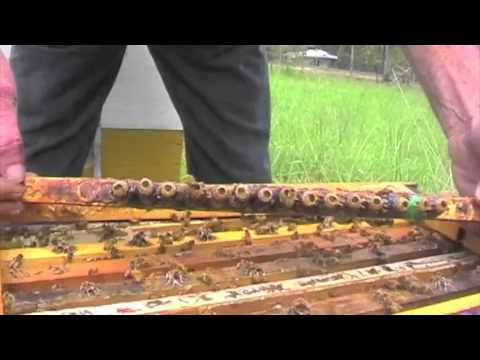 how to harvest royal jelly