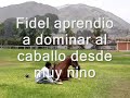 Chalan Fidel Caballo de Paso Peruano