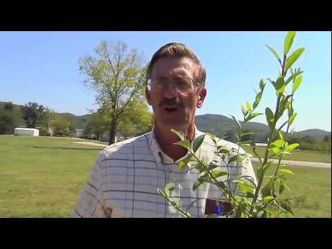 how to fertilize blueberries in pots