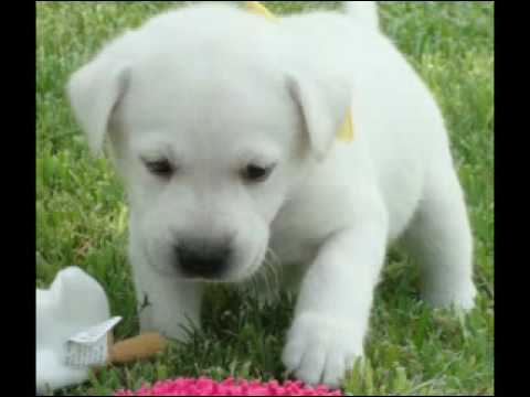 LEGACY-LABS White Labrador Retrievers for Sale!