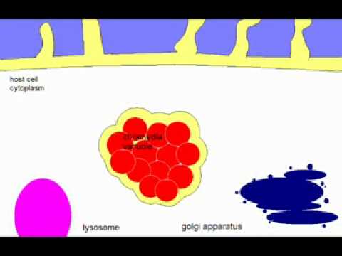 Chlamydia