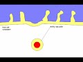 Chlamydia