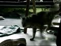 Cat and the stinky sneakers Cat and the stinky sneakers