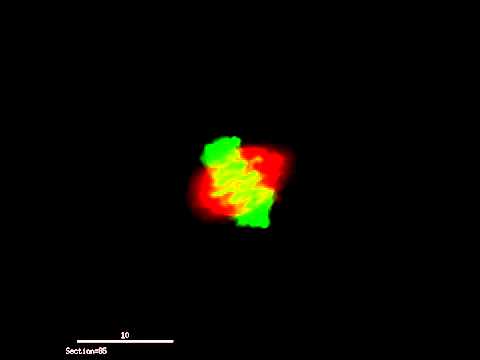 3-d rotation of Histone and microtubules in a mitotic HeLa cell