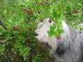 PONit Miklos ja Moppi syömässä karviaismarjoja.PON dogs Miklos and The Mop eating berries!