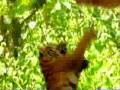 videos de Science Biome.wmv
