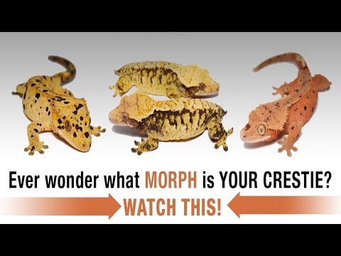 YouTube reptile video